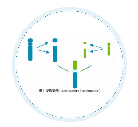 罗氏易位携带者PGD检测