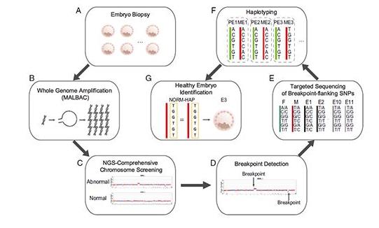 Micro - SeqTM平衡易位携带者PGD检测
