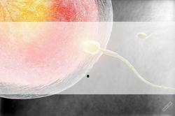 孕妇能吃雪燕吗,孕妇能吃雪燕吗 初期